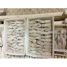 Frozen Baby Squid Loligo Japonica